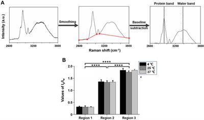 Protein and Water Distribution Across Visual Axis in Mouse Lens: A Confocal Raman MicroSpectroscopic Study for Cold Cataract